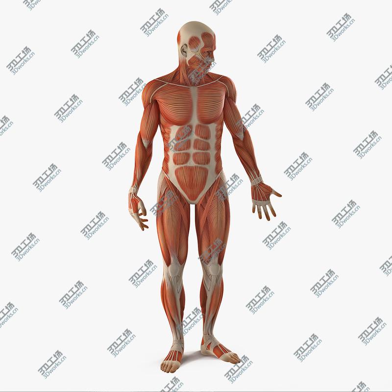 images/goods_img/20210319/Anatomy Male Muscular System Rigged model/1.jpg